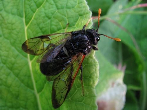 Réf. 120 160 : Cimbex femoratus