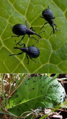 Holotrichapion pisi