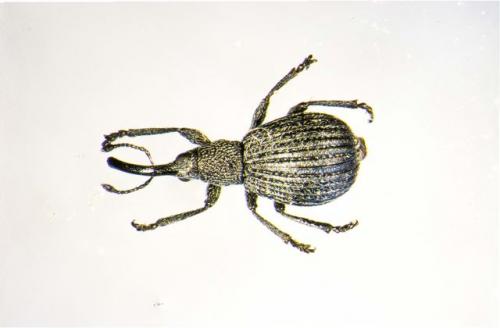 Pirapion immune