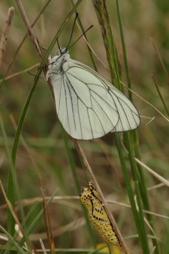 Aporia crataegi