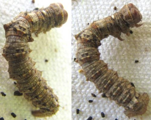 Réf. 120 110 : Apocheima hispidaria