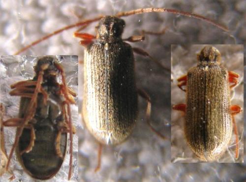 Réf. 120 504 : Ptinus rufipes