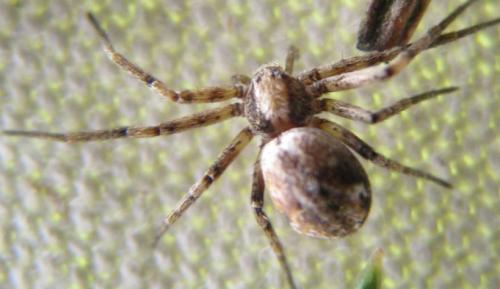 Philodromus sp.