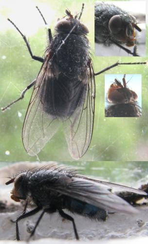 Calliphora vicina