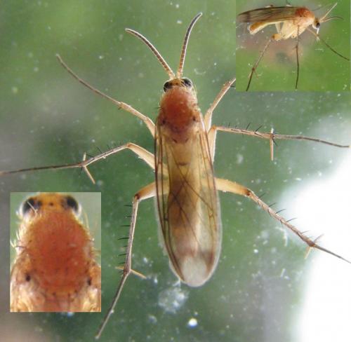 Leia sp.