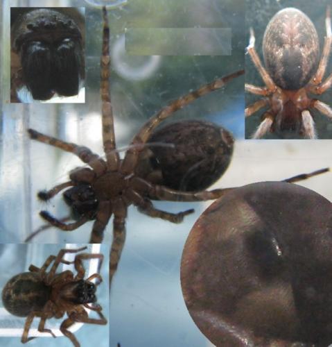 Amaurobius sp.