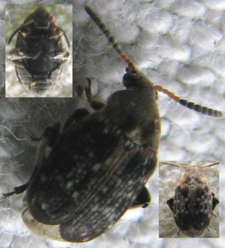Réf. 120 708 : Bruchus sp.