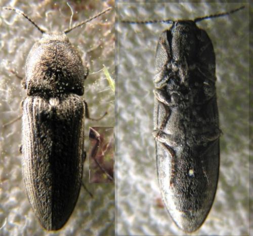 Cidnopus pilosus