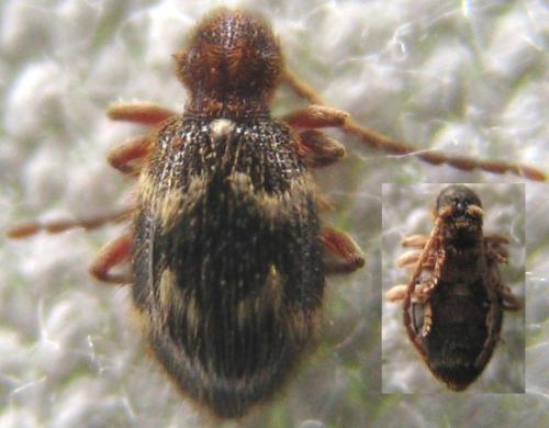 Réf. 120 707 : Ptinus rufipes