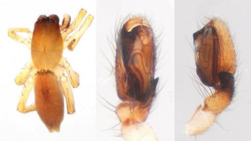 Réf. 120 267 : Clubiona juvenis