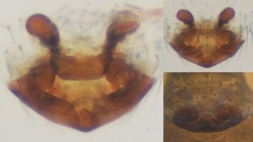 Réf. 120 217 : Erigone longipalpis