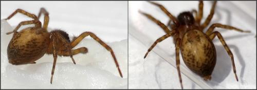 Amaurobius sp.