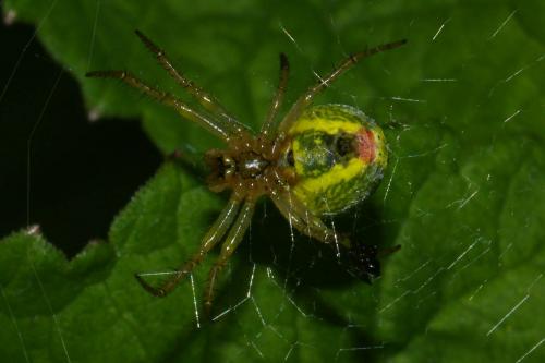 Araniella sp.