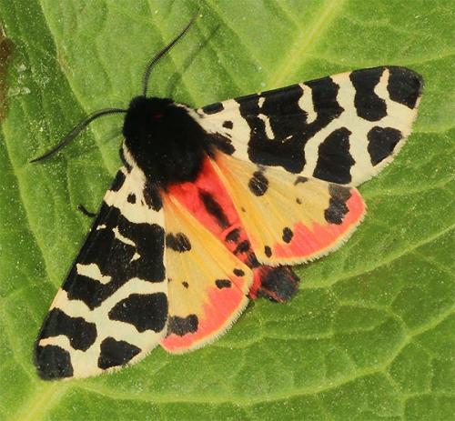 Atlantarctia tigrina