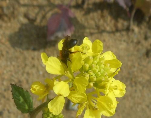 Andrena sp.