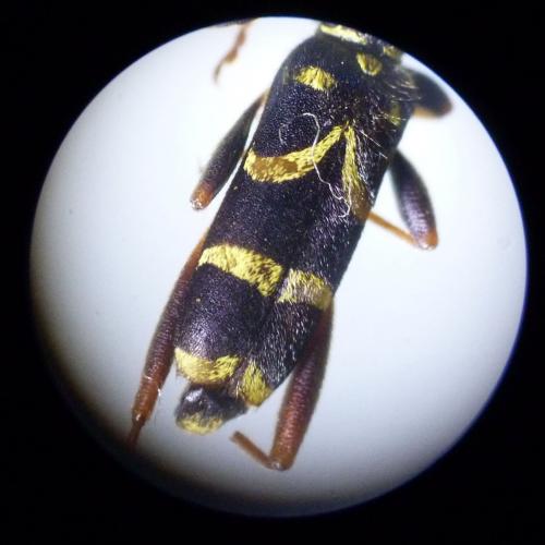 Réf. 120 782 : Clytus arietis