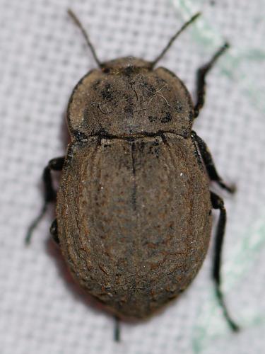 Réf. 120 555 : Asida sericea