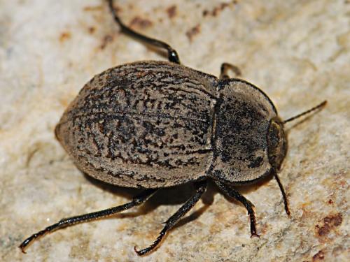 Réf. 120 868 : Asida sericea