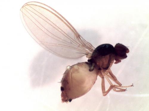 Asteia amoena