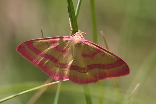 Réf. 120 761 : Rhodostrophia calabra