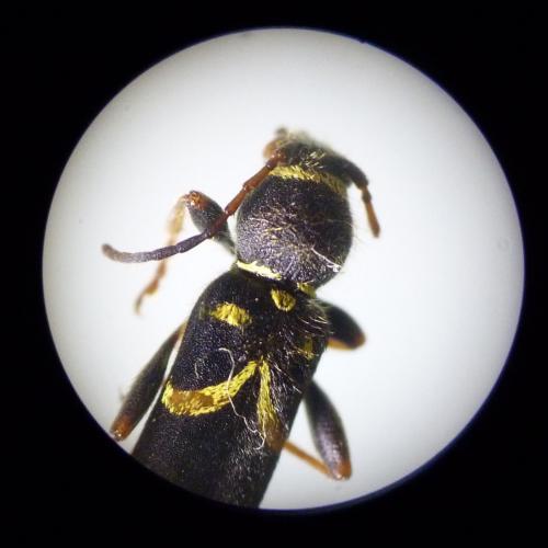 Réf. 120 781 : Clytus arietis