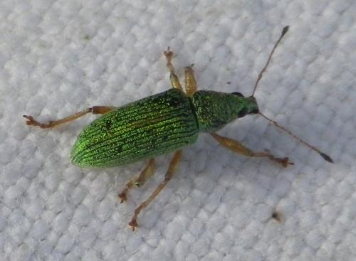 Polydrusus formosus