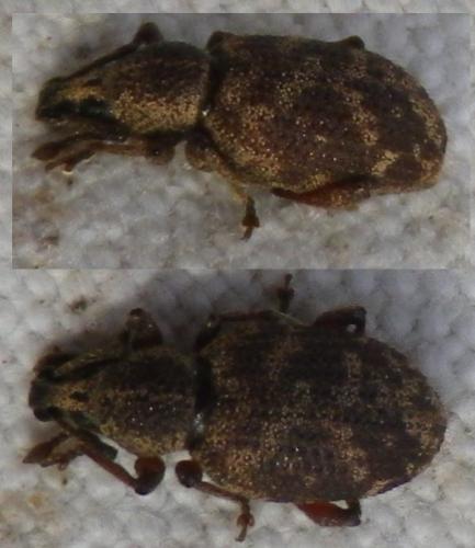 Otiorhynchus sp.
