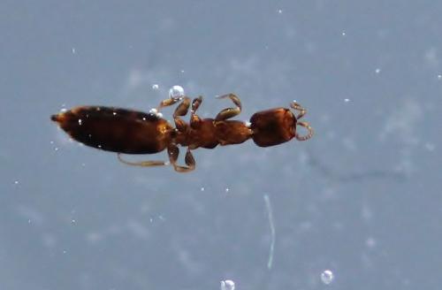 Sclerodermus domesticus