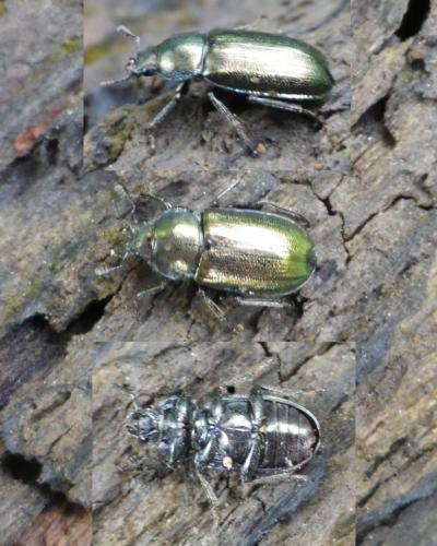Platycerus caraboides