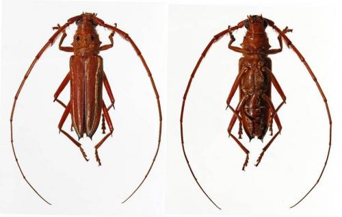 Styliceps striatus