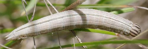 Brintesia circe
