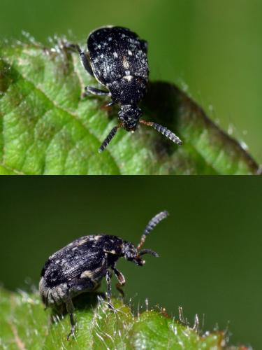 Réf. 120 479 : Bruchus sp.