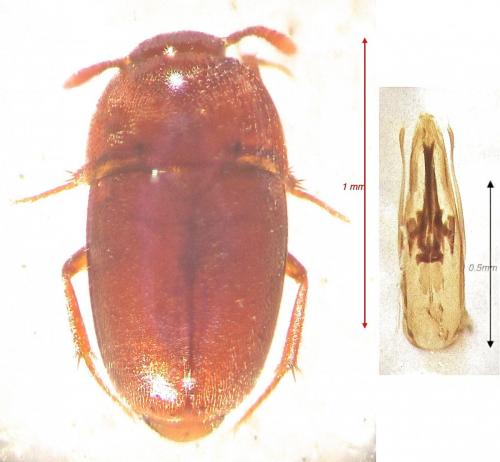 Bathysciola sp.