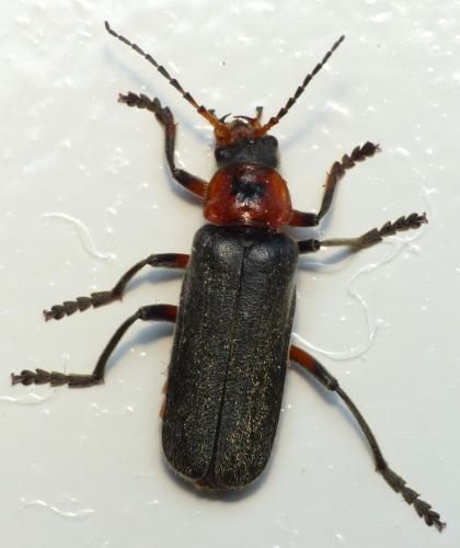 Cantharis rustica