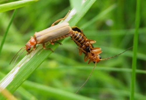 Cantharis sp.