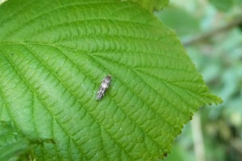 Réf. 120 223 : Recurvaria leucatella