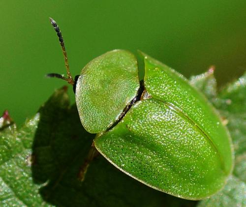 Réf. 120 091 : Cassida viridis