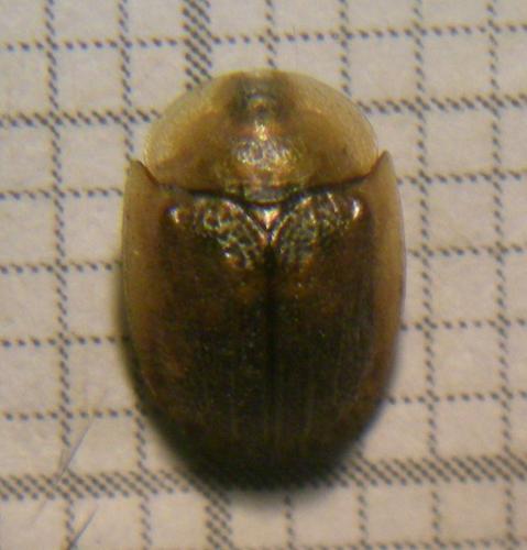Réf. 120 184 : Hypocassida subferruginea