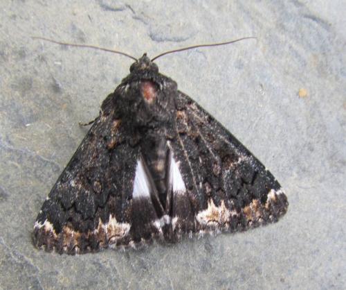 Réf. 120 529 : Catephia alchymista
