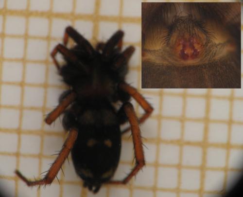 Callilepis schuszteri
