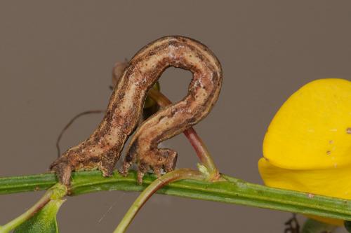 Peribatodes rhomboidaria
