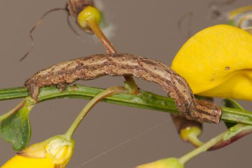 Peribatodes rhomboidaria