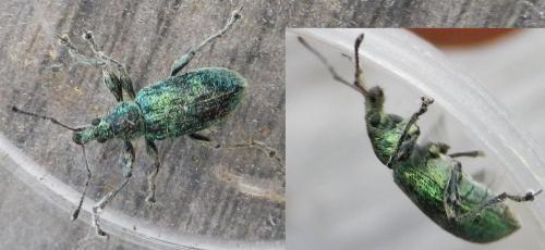 Phyllobius pomaceus