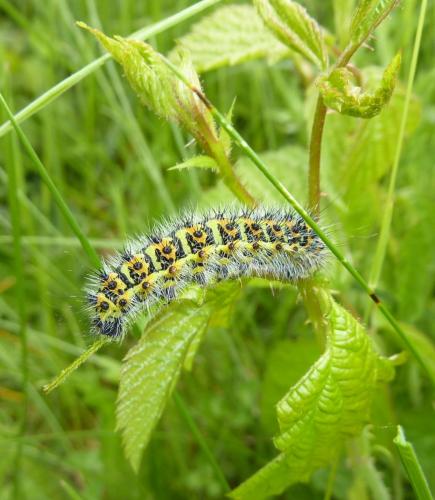 Saturnia pavonia