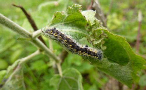 Clostera pigra