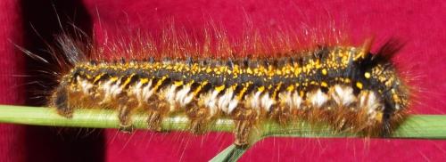 Réf. 120 127 : Euthrix potatoria