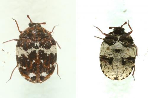 Réf. 120 885 : Anthrenus sp.