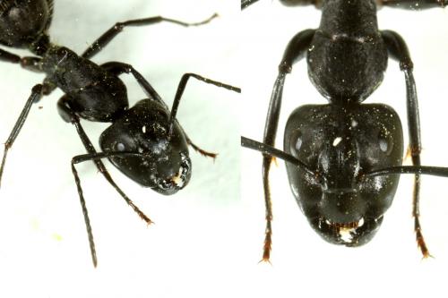 Camponotus vagus