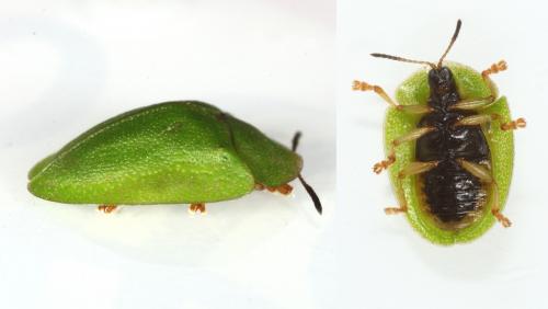 Réf. 120 519 : Cassida viridis