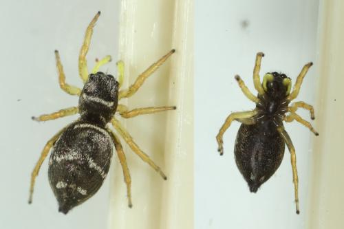 Réf. 120 453 : Heliophanus cupreus
